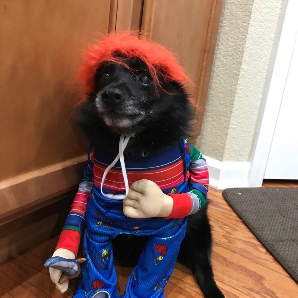 Chucky dog costume